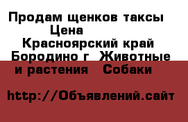 Продам щенков таксы › Цена ­ 1 000 - Красноярский край, Бородино г. Животные и растения » Собаки   